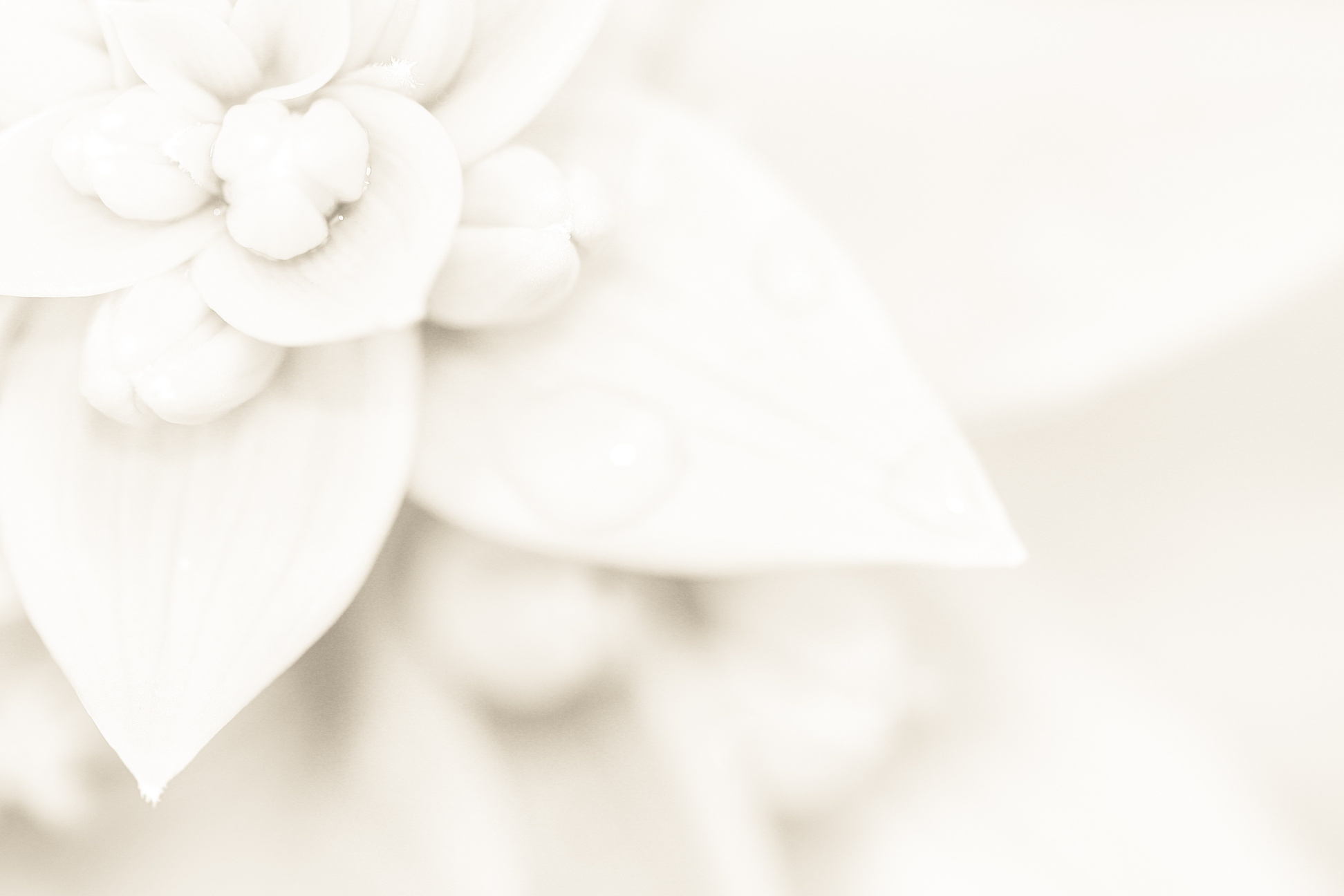 White Lily Wedding Flower